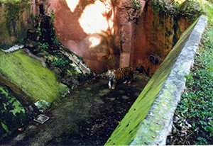 foto Maschio di tigre siberiana nel fossato